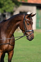 Gitana von Guter Planet x Buddenbrock | Verkaufspferd | Dressurpferde SV