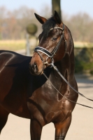 Lord von Lord Loxley x Acatenango xx | Verkaufspferd | Dressurpferde SV